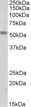 AF3270a (1 µg/ml) staining of Mouse Fetal Skeletal Muscle lysate (35 µg protein in RIPA buffer). Primary incubation was 1 hour. Detected by chemiluminescence.