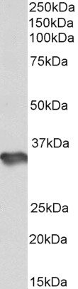 AF4106a (1 µg/ml) staining of Human Cerebellum lysate (35 µg protein in RIPA buffer). Primary incubation was 1 hour. Detected by chemiluminescence.