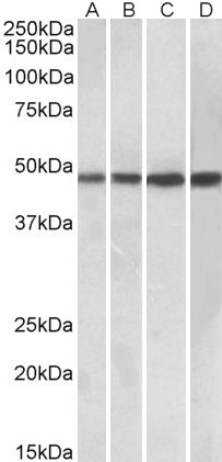 AF3996a (0.3 µg/ml) staining of Daudi (A), Human Tonsil (B), Human Spleen (C) and Mouse Spleen (D) lysates (35 µg protein in RIPA buffer). Primary incubation was 1 hour. Detected by chemiluminescence.