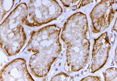 AF3992a (2 µg/ml) staining of paraffin embedded Human Kidney. Steamed antigen retrieval with citrate buffer pH 6, HRP-staining.