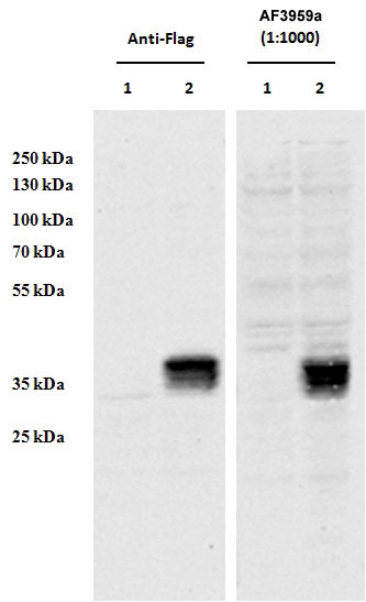 HEK293 overexpressing Human CCDC3 with C-terminal tag (DYKDDDDK) and probed with anti-DYKDDDDK in the left panel and with AF3959a (0.5ug/ml) in the right panel (empty vector transfection in first lanes). Data obtained from Dr. YangXin Fu, Dept Oncology, University of Alberta, Edmonton, Canada.