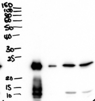 AF3753a (2 µg/ml) staining of secretions from Human primary airway cells in culture (lanes 1 and 2), and in Human Bronchoalveolar Lavage fluid (lanes 3 and 4) . Data obtained from Dr. C Bingle, AURM, University of Sheffield, UK. Primary incubation was 1 hour. Detected by chemiluminescence.