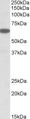 AF3237a (0.03 µg/ml) staining of Human Pancreas lysate (35 µg protein in RIPA buffer). Primary incubation was 1 hour. Detected by chemiluminescence.
