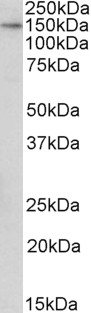 AF3108a (1 µg/ml) staining of MDCK lysate (35 µg protein in RIPA buffer). Primary incubation was 1 hour. Detected by chemiluminescence