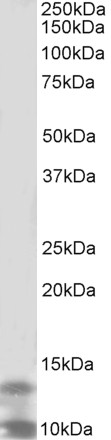 AF2850a (2 µg/ml) staining of K562 lysate (35 µg protein in RIPA buffer). Primary incubation was 1 hour. Detected by chemiluminescence.