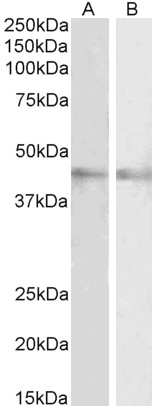 AF2765a (2 µg/ml) staining of Mouse (A) and Rat (B) Eye lysates (35 µg protein in RIPA buffer). Primary incubation was 1 hour. Detected by chemiluminescence