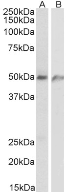 AF2410a (1 µg/ml) staining of Human lung (A) and Human Umbical cord (B) lysates (35 µg protein in RIPA buffer). Primary incubation was 1 hour.