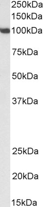 AF2879a (0.3 µg/ml) staining of NIH3T3 nuclear lysate (35 µg protein in RIPA buffer). Primary incubation was 1 hour. Detected by chemiluminescence.