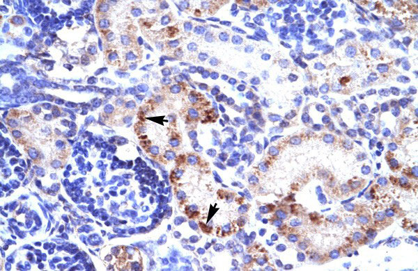 RIMS3 antibody - C-terminal region (AI10145) in Human kidney cells using ImmunohistochemistryHuman kidney