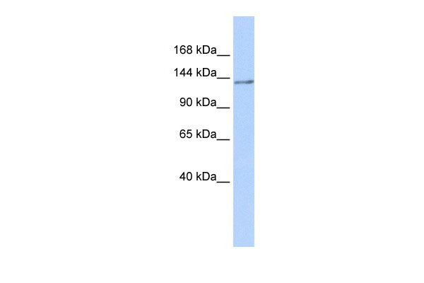 NFRKB antibody - N-terminal region (AI10122) in Human Brain cells using Western BlotWB Suggested Anti-NFRKB Antibody Titration: 0.2-1 ug/ml ELISA Titer: 1:312500 Positive Control: Human brain