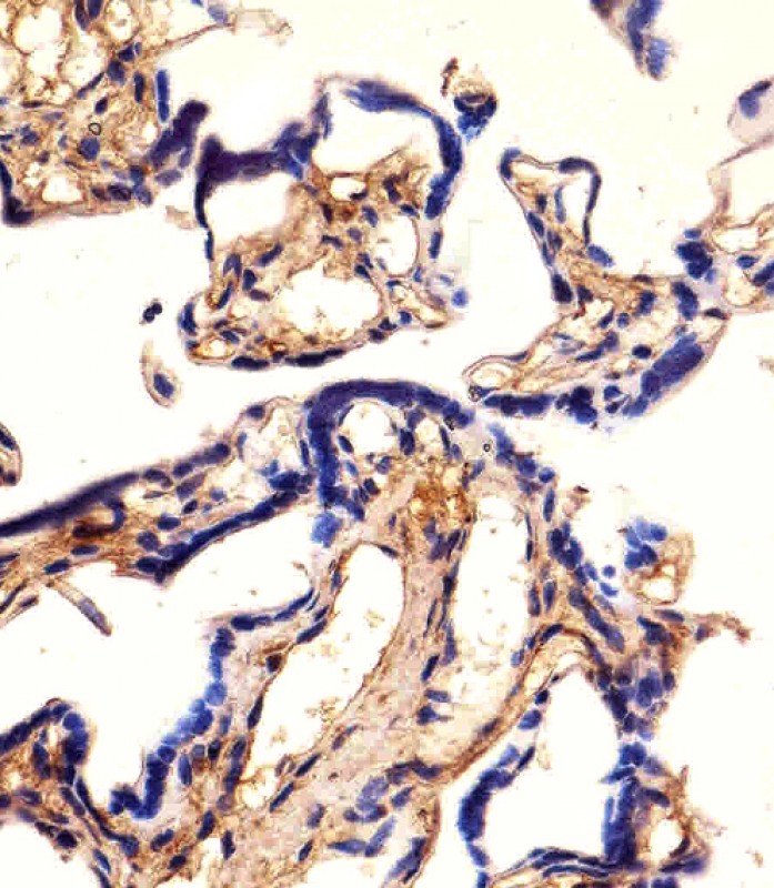 Immunohistochemical analysis of paraffin-embedded H. placenta section using EHD2 Antibody (C-term)(Cat# AP21050a). AP21050a was diluted at 1:25 dilution. A undiluted biotinylated goat polyvalent antibody was used as the secondary, followed by DAB staining.
