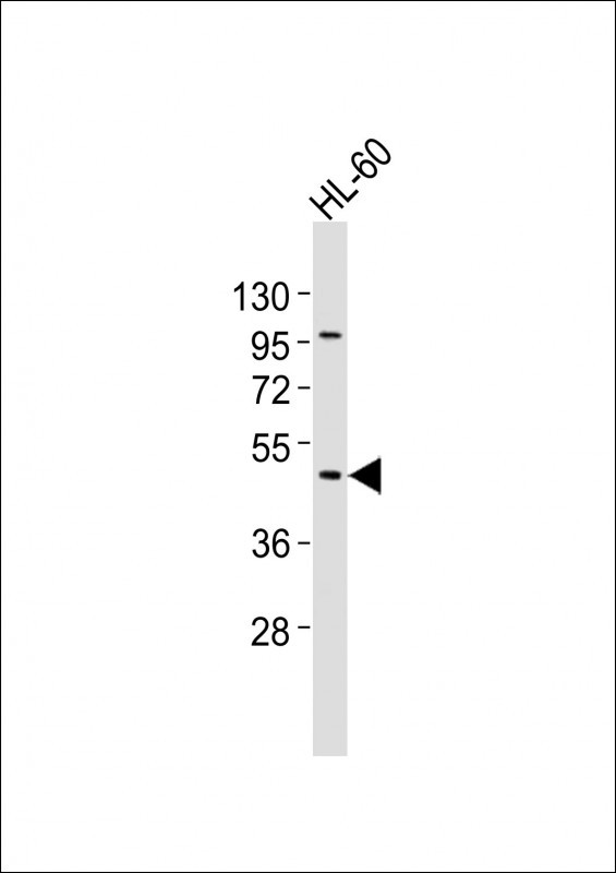 Anti-CHST12 Antibody (N-term) at 1:2000 dilution + HL-60 whole cell lysates Lysates/proteins at 20 µg per lane. Secondary Goat Anti-Rabbit IgG, (H+L), Peroxidase conjugated at 1/10000 dilution Predicted band size : 48 kDa Blocking/Dilution buffer: 5% NFDM/TBST.