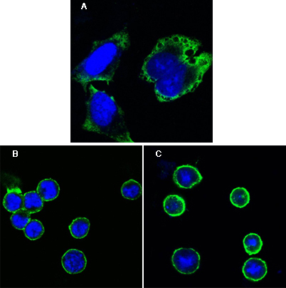 Figure 1: Confocal immunofluorescence analysis of Hela cells (A), BCBL-1 cells (B) and L1210 cells (C) using MPS1 mouse mAb (green). Blue: DRAQ5 fluorescent DNA dye.