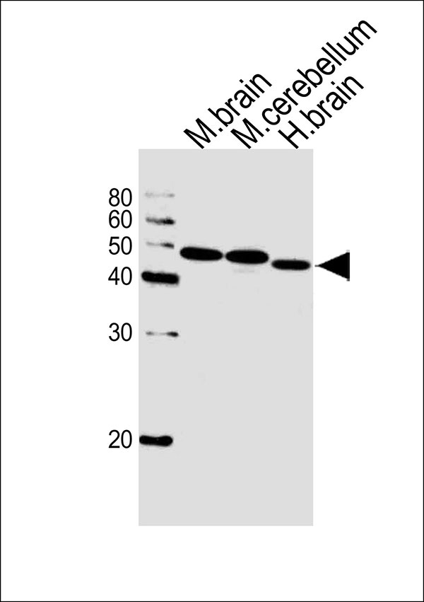 Western blot analysis of lysates from mouse brain, mouse cerebellum and human brain tissue lysate (from left to right), using GABRG1 Antibody (C-term)(Cat. #AW5006). AW5006 was diluted at 1:1000 at each lane. A goat anti-rabbit IgG H&L(HRP) at 1:5000 dilution was used as the secondary antibody.