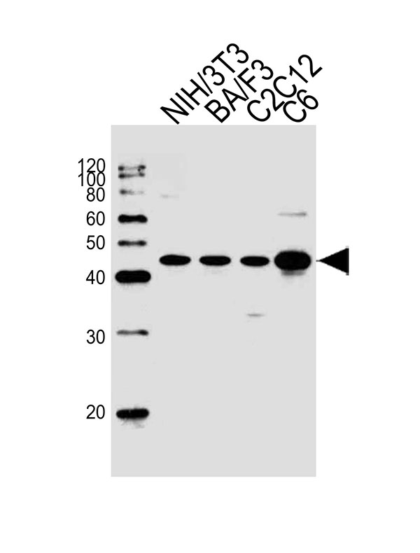 Western blot analysis of lysates from mouse NIH/3T3,BA/F3,mouse C2C12,rat C6 cell line (from left to right),using Mouse Mapk3 Antibody (C-term)(Cat. #AW5034). AW5034 was diluted at 1:1000 at each lane. A goat anti-rabbit IgG H&L(HRP) at 1:10000 dilution was used as the secondary antibody.