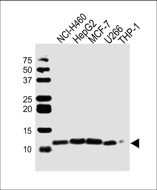 Western blot analysis of lysates from NCI-H460,HepG2,MCF-7,U266,THP-1 cell line (from left to right), using RPS21 Antibody (C-term)(Cat. #AW5345). AW5345 was diluted at 1:1000 at each lane. A goat anti-rabbit IgG H&L(HRP) at 1:10000 dilution was used as the secondary antibody.Lysates at 20ug per lane.