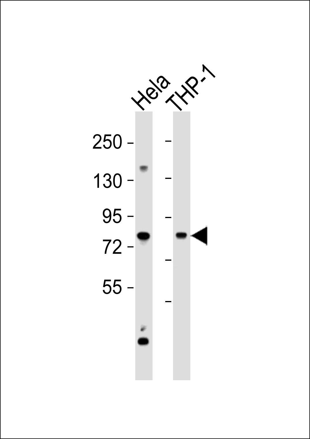 All lanes : Anti-Cytokine IK Antibody at 1:1000 dilution Lane 1: Hela whole cell lysates Lane 2: THP-1 whole cell lysates Lysates/proteins at 20 µg per lane. Secondary Goat Anti-Rabbit IgG, (H+L),Peroxidase conjugated at 1/10000 dilution Predicted band size : 66 kDa Blocking/Dilution buffer: 5% NFDM/TBST.