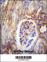 DYNLRB2 antibody (Center) (Cat. #AP10258c) immunohistochemistry analysis in formalin fixed and paraffin embedded human kidney tissue followed by peroxidase conjugation of the secondary antibody and DAB staining.This data demonstrates the use of the DYNLRB2 antibody (Center) for immunohistochemistry. Clinical relevance has not been evaluated.