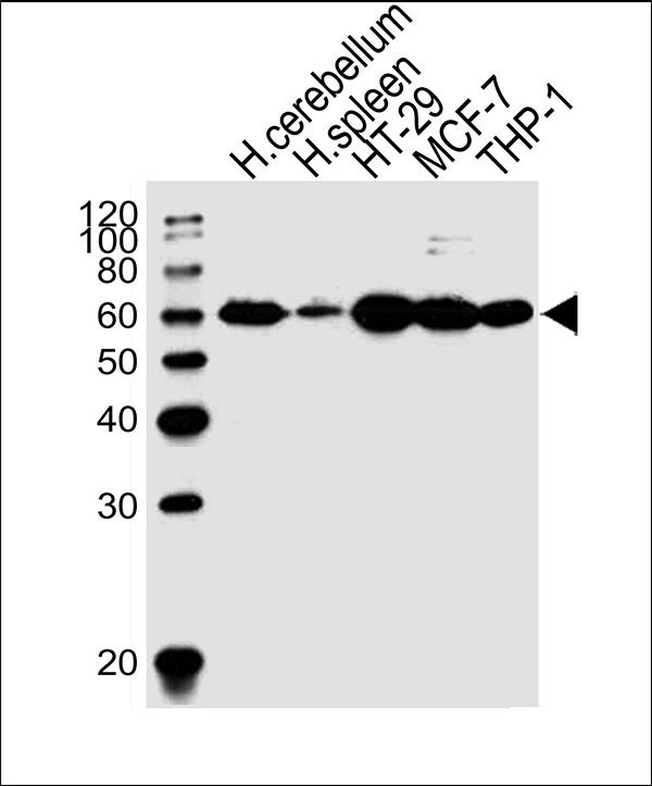 All lanes : Anti-CF150 Antibody (Center) at 1:1000 dilution Lane 1: human cerebellum lysates Lane 2: human spleen lysates Lane 3: HT-29 whole cell lysates Lane 4: MCF-7 whole cell lysates Lane 5: THP-1 whole cell lysates Lysates/proteins at 20 µg per lane. Secondary Goat Anti-Rabbit IgG, (H+L),Peroxidase conjugated at 1/10000 dilution Predicted band size : 59 kDa Blocking/Dilution buffer: 5% NFDM/TBST.