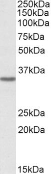 AF3095a (0.3 µg/ml) staining of HeLa cell lysate (35 µg protein in RIPA buffer). Primary incubation was 1 hour. Detected by chemiluminescence.