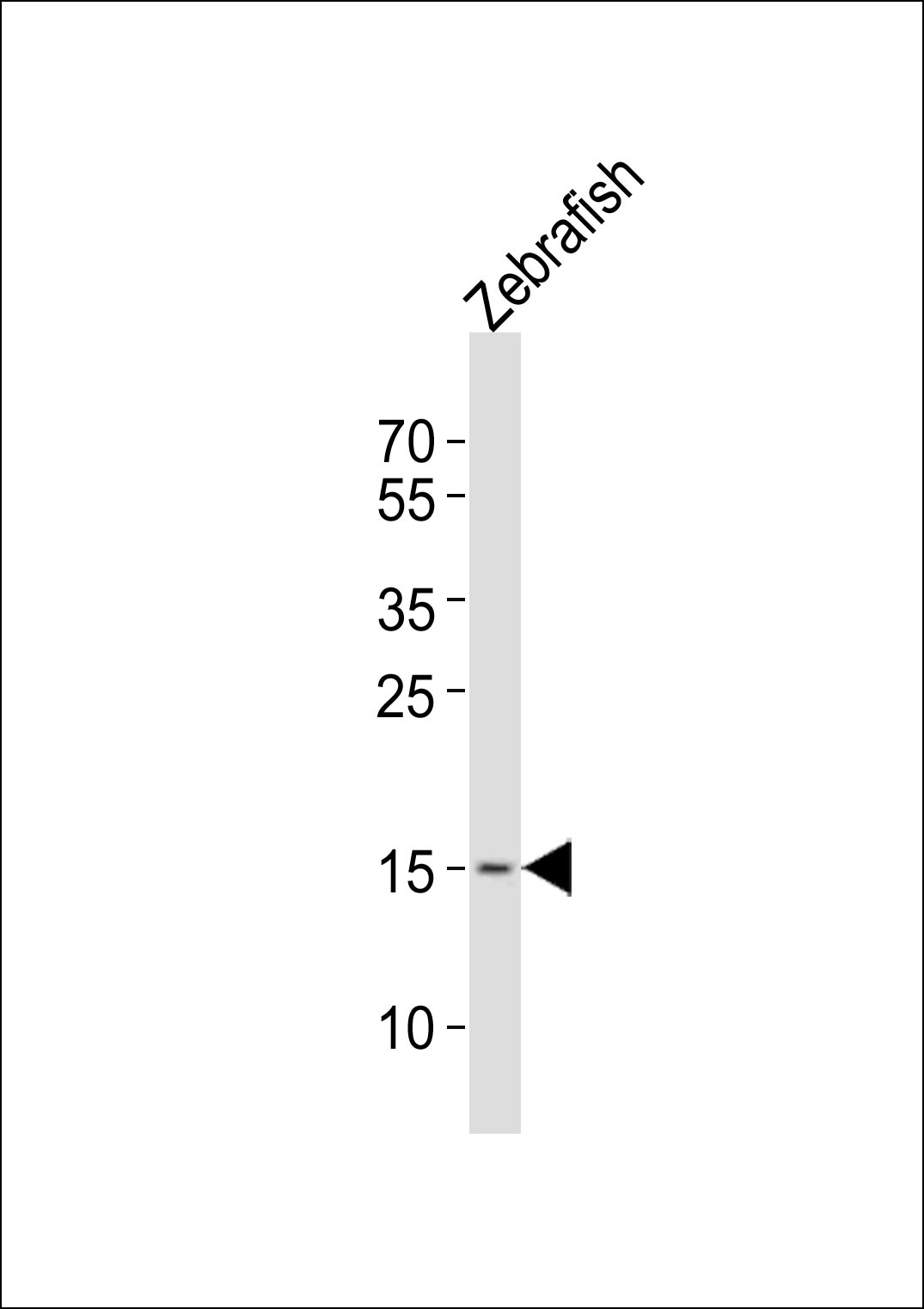 Anti-HIST1H2BG Antibody (N-term)at 1:500 dilution + Zebrafish lysates Lysates/proteins at 20 µg per lane. Secondary Goat Anti-Rabbit IgG, (H+L), Peroxidase conjugated at 1/10000 dilution Predicted band size : 14 kDa Blocking/Dilution buffer: 5% NFDM/TBST.
