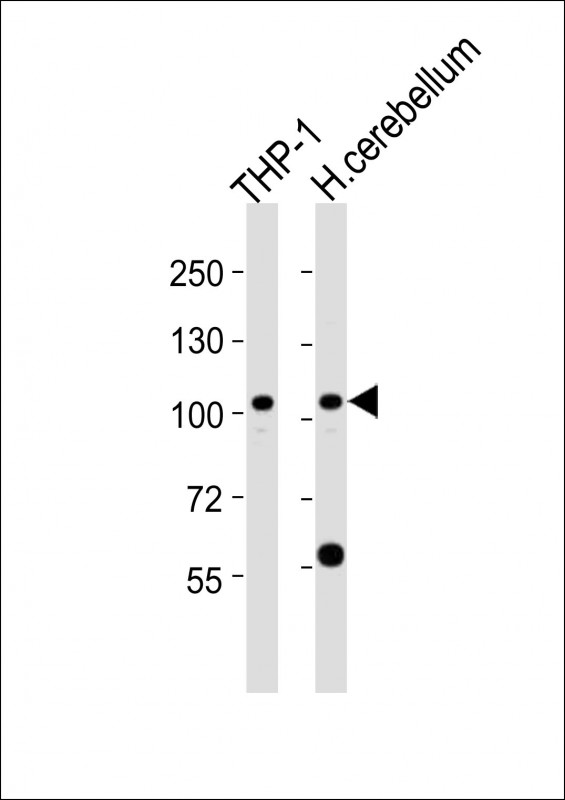 All lanes : Anti-ZFPM1 Antibody (C-term) at 1:2000 dilution Lane 1: THP-1 whole cell lysates Lane 2: human cerebellum lysates Lysates/proteins at 20 µg per lane. Secondary Goat Anti-Rabbit IgG, (H+L), Peroxidase conjugated at 1/10000 dilution Predicted band size : 105 kDa Blocking/Dilution buffer: 5% NFDM/TBST.