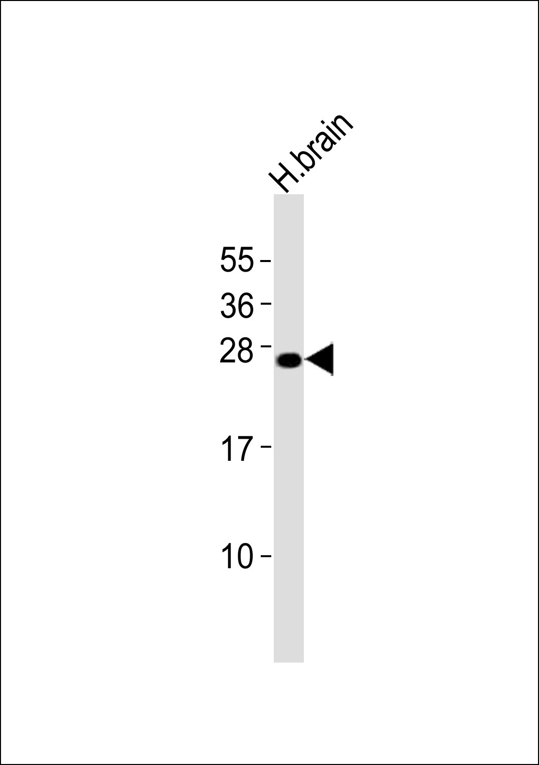 Anti-FGF14 Antibody (C-term)at 1:4000 dilution + human brain lysates Lysates/proteins at 20 µg per lane. Secondary Goat Anti-Rabbit IgG, (H+L), Peroxidase conjugated at 1/10000 dilution Predicted band size : 28 kDa Blocking/Dilution buffer: 5% NFDM/TBST.