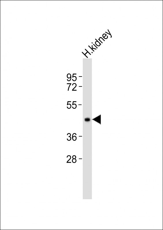 Anti-INPP5A Antibody (C-term)at 1:1000 dilution + human kidney lysates Lysates/proteins at 20 µg per lane. Secondary Goat Anti-Rabbit IgG, (H+L), Peroxidase conjugated at 1/10000 dilution Predicted band size : 48 kDa Blocking/Dilution buffer: 5% NFDM/TBST.