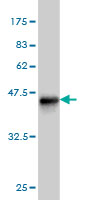 Antibody Reactive Against Recombinant Protein.Western Blot detection against Immunogen (37.73 KDa) . 