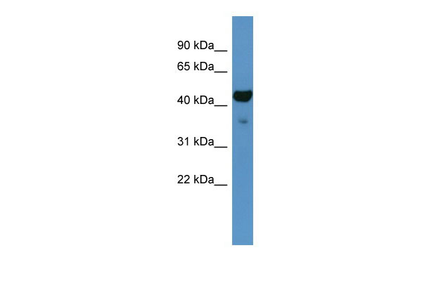 WB Suggested Anti-Fa2h Antibody Titration: .2-1 ug/ml ELISA Titer: 1:15625 Positive Control: Mouse liver