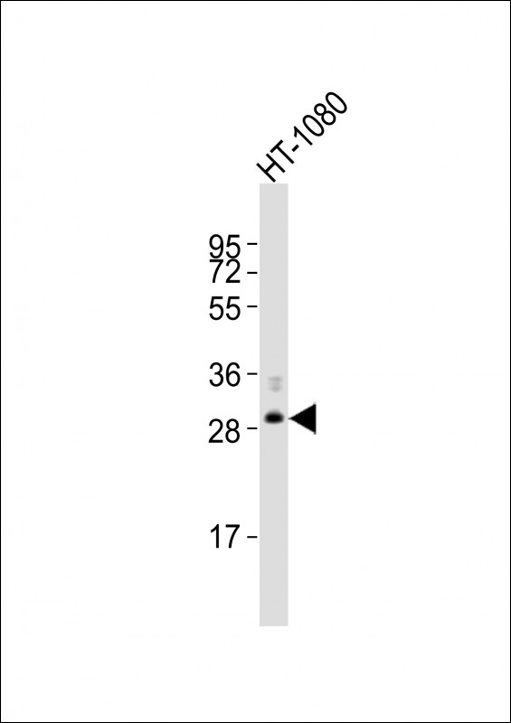 Anti-FBXO45 Antibody (N-Term)at 1:2000 dilution + HT-1080 whole cell lysates Lysates/proteins at 20 µg per lane. Secondary Goat Anti-Rabbit IgG, (H+L), Peroxidase conjugated at 1/10000 dilution Predicted band size : 31 kDa Blocking/Dilution buffer: 5% NFDM/TBST.