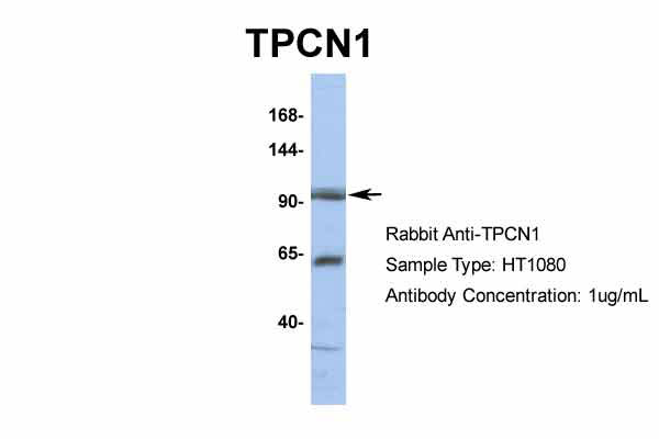 Host: Rabbit Target Name: TPCN1 Sample Tissue: HT1080 Antibody Dilution: 1.0ug/ml