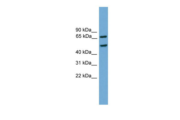 WB Suggested Anti-Egr1 Antibody Titration: 0.2-1 ug/ml ELISA Titer: 1:62500 Positive Control: Mouse Heart