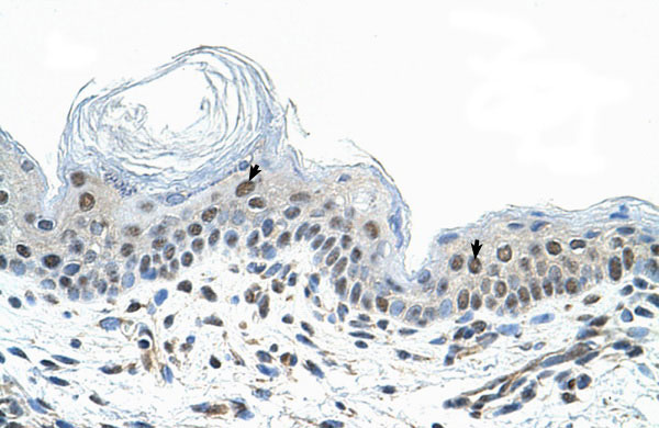 Human Skin