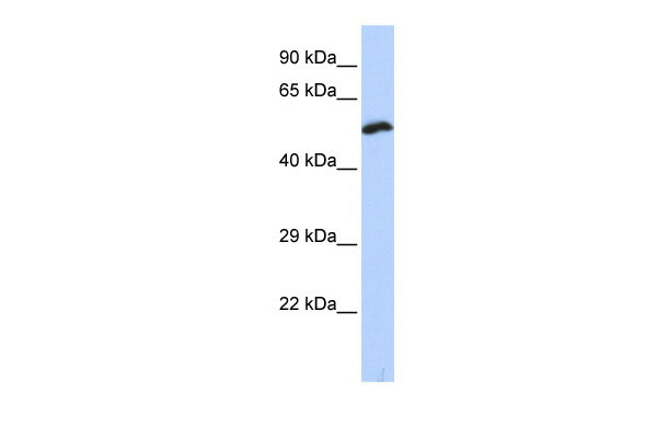 WB Suggested Anti-KCNS1 Antibody Titration: 0.2-1 ug/ml ELISA Titer: 1:1562500 Positive Control: Hela cell lysate