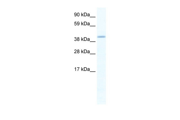 WB Suggested Anti-GATA5 Antibody Titration: 1.25ug/ml ELISA Titer: 1:1562500 Positive Control: SP2/0 cell lysate