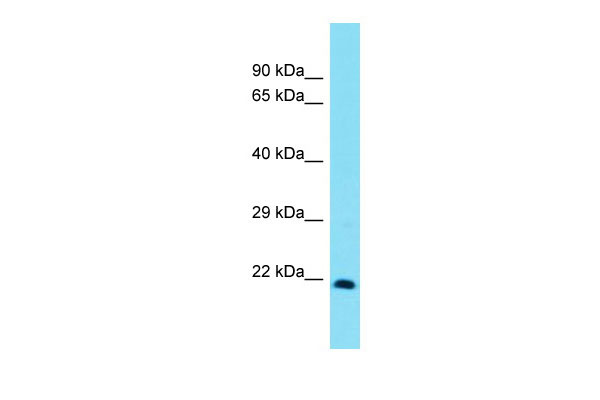 Host: Rabbit Target Name: Msx3 Sample Tissue: Rat Lung lysates Antibody Dilution: 1.0ug/ml