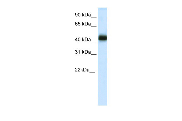 WB Suggested Anti-NKX2-4 Antibody Titration: 0.2-1 ug/ml ELISA Titer: 1:312500 Positive Control: Human Testis