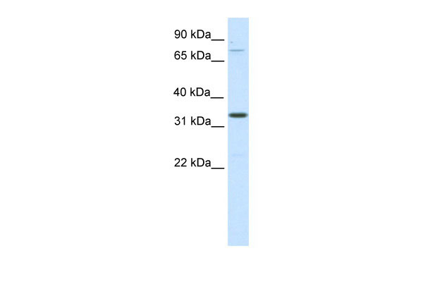 WB Suggested Anti-Duxbl Antibody Titration: 0.125ug/ml ELISA Titer: 1:1562500 Positive Control: SP2/0 cell lysate
