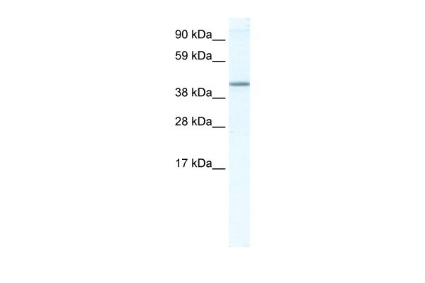 WB Suggested Anti-NR1H5 Antibody Titration: 2.5ug/ml ELISA Titer: 1:312500 Positive Control: SP2/0 cell lysate