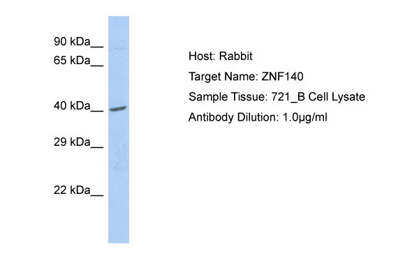 Host: Rabbit Target Name: ZNF140 Sample Tissue: 721_B Whole cell lysates Antibody Dilution: 1.0ug/ml
