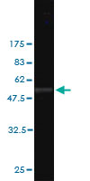 Antibody Reactive Against Recombinant Protein.Western Blot detection against Immunogen (52.47 KDa) . 