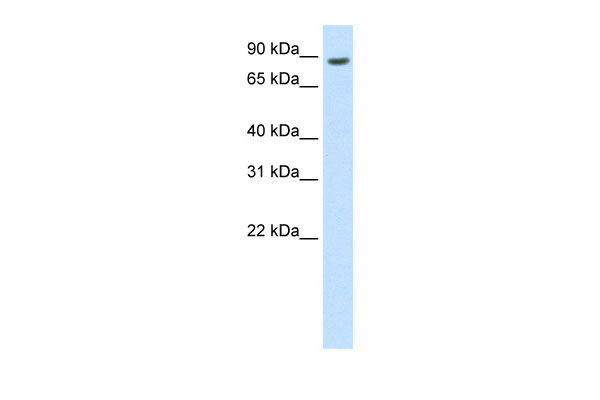 WB Suggested Anti-BRF1 Antibody Titration: 0.2-1 ug/ml ELISA Titer: 1:312500 Positive Control: Human Thymus