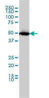 MATP monoclonal antibody (M01), clone 2F4 Western Blot analysis of MATP expression in HL-60 ( (Cat # AT3925a )