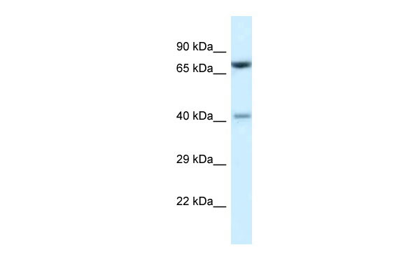 WB Suggested Anti-Prmt7 Antibody Titration: 1.0 ug/ml Positive Control: Mouse Thymus