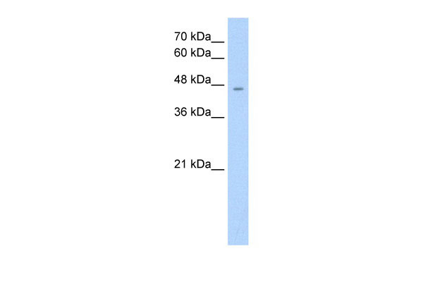 WB Suggested Anti-RHAG Antibody Titration: 1.25ug/ml Positive Control: HepG2 cell lysate