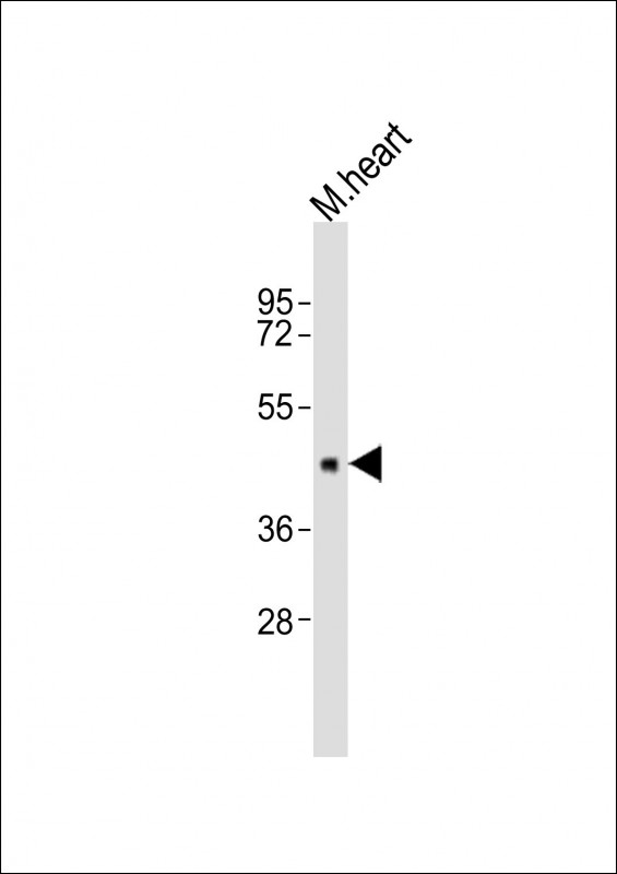 Anti-Dnmt3l Antibody (C-term)at 1:2000 dilution + mouse heart lysates Lysates/proteins at 20 µg per lane. Secondary Goat Anti-Rabbit IgG, (H+L), Peroxidase conjugated at 1/10000 dilution Predicted band size : 48 kDa Blocking/Dilution buffer: 5% NFDM/TBST.