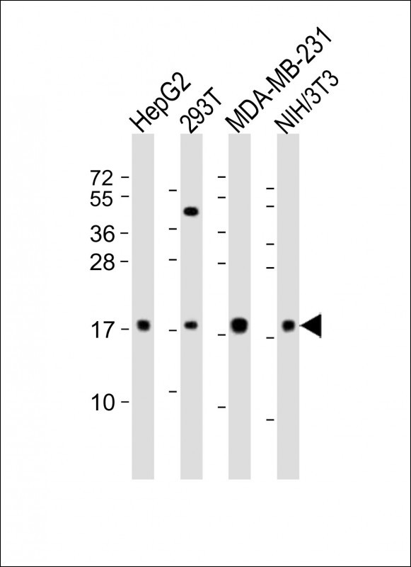 All lanes : Anti-Hmga2 Antibody (N-term) at 1:2000 dilution Lane 1: HepG2 whole cell lysates Lane 2: 293T whole cell lysates Lane 3: MDA-MB-231 whole cell lysates Lane 4: NIH/3T3 whole cell lysates Lysates/proteins at 20 µg per lane. Secondary Goat Anti-Rabbit IgG, (H+L), Peroxidase conjugated at 1/10000 dilution. Predicted band size : 12 kDa Blocking/Dilution buffer: 5% NFDM/TBST.