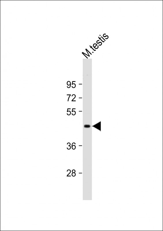 Anti-Utf1 Antibody (C-term)at 1:1000 dilution + mouse testis lysates Lysates/proteins at 20 µg per lane. Secondary Goat Anti-Rabbit IgG, (H+L), Peroxidase conjugated at 1/10000 dilution. Predicted band size : 36 kDa Blocking/Dilution buffer: 5% NFDM/TBST.