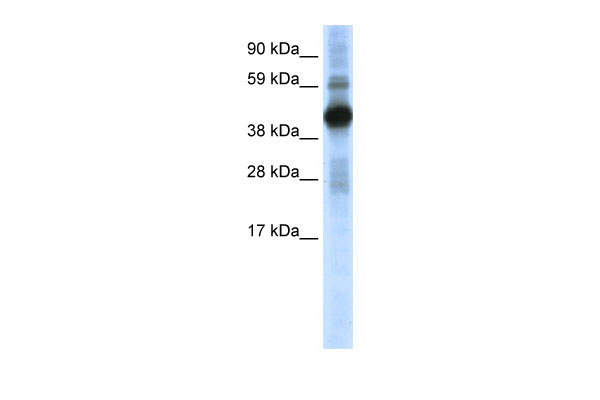 WB Suggested Anti-CREB1 Antibody Titration: 0.2-1 ug/ml ELISA Titer: 1:312500 Positive Control: SP2/0 cell lysate